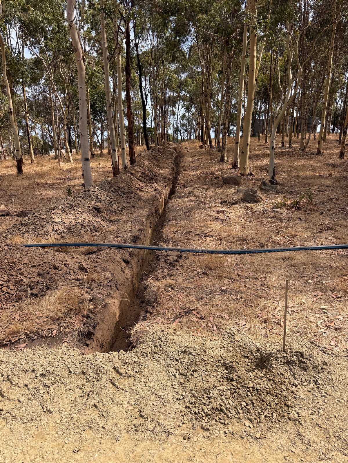 A deep trench dug through dry brown soil in a eucalyptus forest, with a black pipe running across the ground